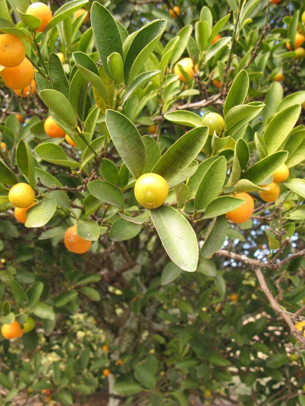            Sun leaves (Winter Haven, FL)   